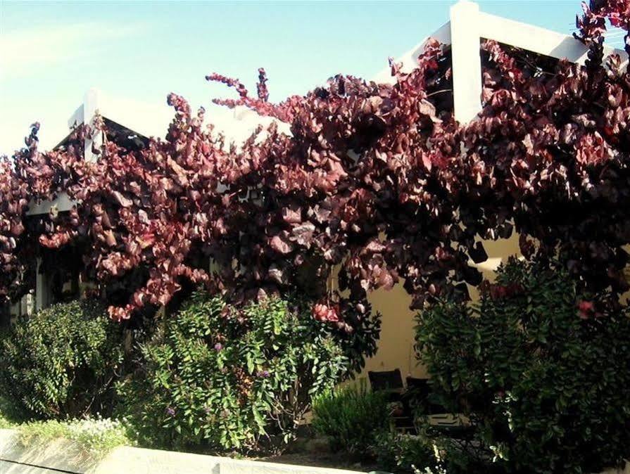 Bellevue Bed & Breakfast Mclaren Vale Ngoại thất bức ảnh